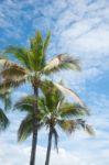 Coconut Tree On Blue Sky Background Stock Photo