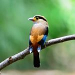 Female Silver-breasted Broadbill Stock Photo