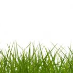 Grass Background Stock Photo