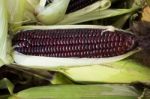 Fresh Organic Sweet Purple Corn Stock Photo