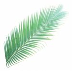 Palm Leaf Isolated On White Background Stock Photo