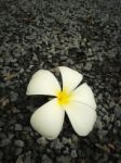 Plumeria Flower Stock Photo