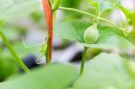 Close Up Baby Melon With Melon Flower, Popular Stock Photo