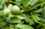 Two Green Lemons On The Tree Stock Photo