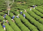 Dalat, Vietnam, July 30, 2016: A Group Of Farmers Picking Tea On A Summer Afternoon In Cau Dat Tea Plantation, Da Lat, Vietnam Stock Photo