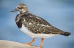 Coastal Ruddy Turnstone Bird Stock Photo