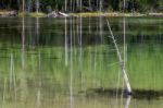 Dead Trees In A Yellowstone Lake Stock Photo