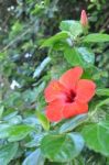 Hibiscus Flower Stock Photo