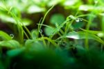 Water Drops On The Green Grass Stock Photo