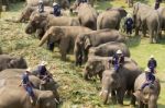 Elephants Joyfully On Fruits Buffet Stock Photo