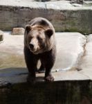 Big Brown Bear In City Zoo Stock Photo