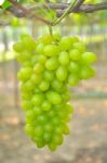 Green Grape Stock Photo