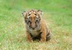 Tiger Cub Stock Photo