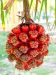 The Pandanus Stock Photo