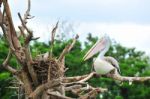 Bird On Its Nest Stock Photo