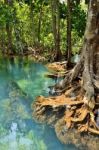 Mangrove Forests Stock Photo