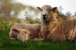 Ewe With Lamb Stock Photo