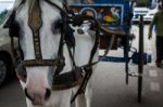 Horse Pulling A Carriage Close Up Stock Photo