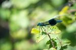 Banded Demoiselle (calopteryx Splendens) Male Stock Photo