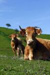 Cows On The Grass Stock Photo