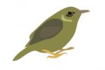 Olive-backed Sunbird Stock Photo