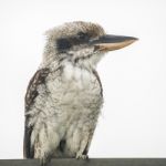 Kookaburra Gracefully Resting During The Day Stock Photo