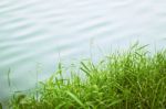 Grass And Lake Stock Photo