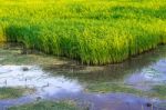 Seedlings Of Rice Agriculture In Rice Fields Stock Photo