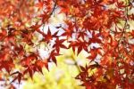 Autumn Maple Leaves Stock Photo