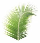 Green Coconut Leaf Isolated On White Background Stock Photo