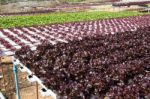 Organic Hydroponic Vegetable Stock Photo