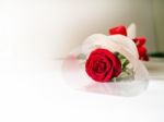 Red Rose Stock Photo