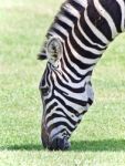 Postcard With A Zebra Eating The Grass On A Field Stock Photo