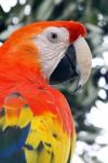 Macaw Stock Photo