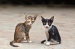 Two Small Cute Kitten Sitting Stock Photo