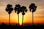 Sunset Behide Toddy Palm Tree Stock Photo