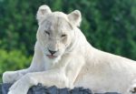 Background With A White Lion Looking At Camera Stock Photo