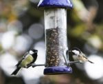 Great Tit & Coal Tit Stock Photo