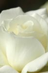 White Rose Stock Photo