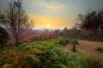 Beautiful Scenery Of Sunset At Pink Sakura Blossoms Forest In Ph Stock Photo