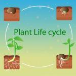 Plant Life Cycle Stock Photo