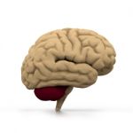 Human Brain Stock Photo