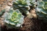 Succulent Plant Stock Photo