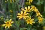 Bearded Beggartick (bidens Aristosa) Stock Photo