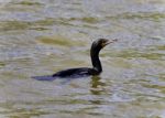 Picture With A Cormorant Swimming In Lake Stock Photo