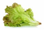 Lettuce Isolated On The White Background Stock Photo