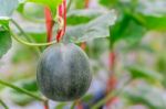 Small Japan Melon (honeydew Melon) In Farm Stock Photo