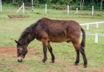 Young Horse Eating Grass In Farm Stock Photo