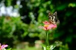 Butterfly In The Garden In Summertime Stock Photo