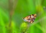 Silvery Checkerspot (chlosyne Nycteis) Stock Photo